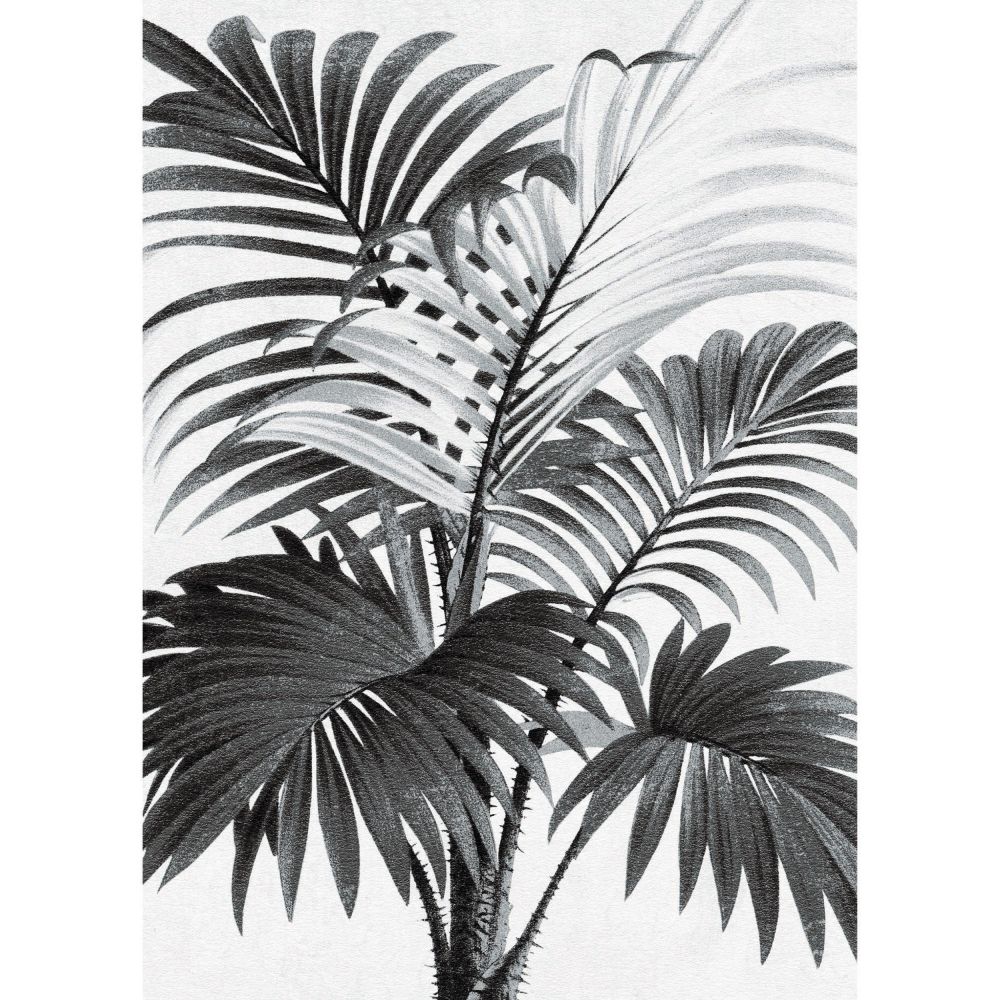 acheter poster palmier noir blanc 50 x 70
