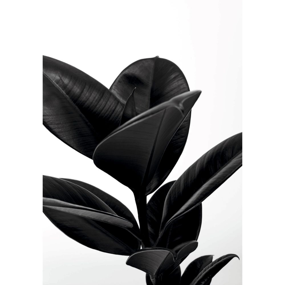 acheter tableau noir et blanc plante tocoa