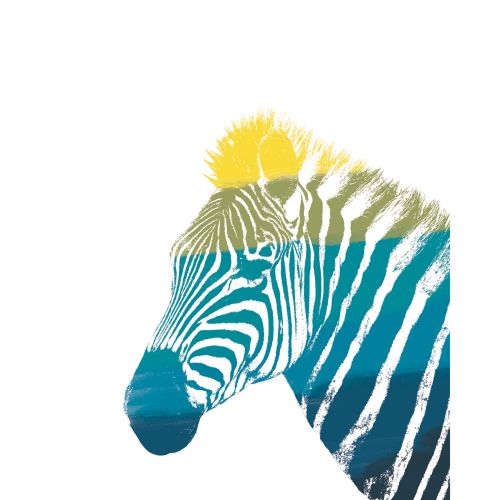 acheter poster 40 x 50 zebre