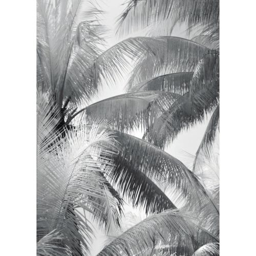 acheter poster 50 x 70 cm noir blanc herbi