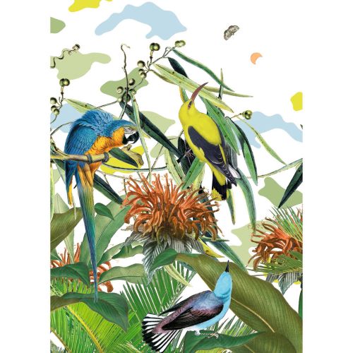 acheter poster papier 50 x 70 cm oiseaux