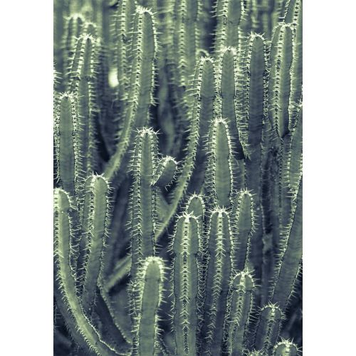 acheter tableau en verre acrylique cactus