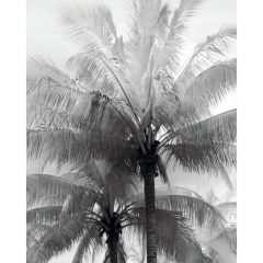 acheter poster palmier 40 x 50 noir blanc